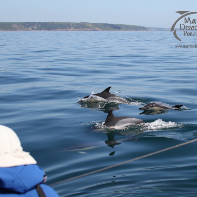Person watching dolphins swimming in the ocean with distant coastline.