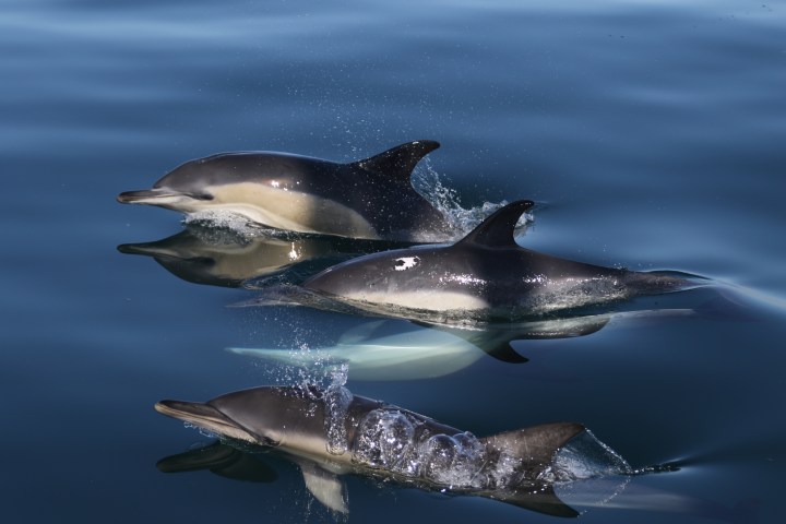 Three dolphins swimming closely together in clear blue water.