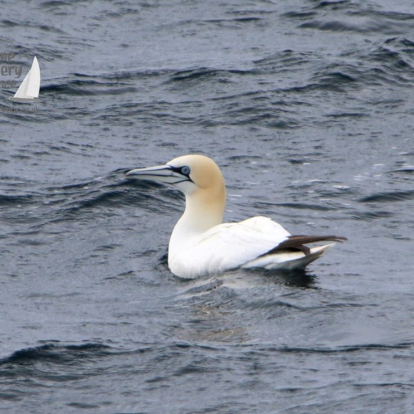A gannet floating on wavy water with a logo on the top left corner.