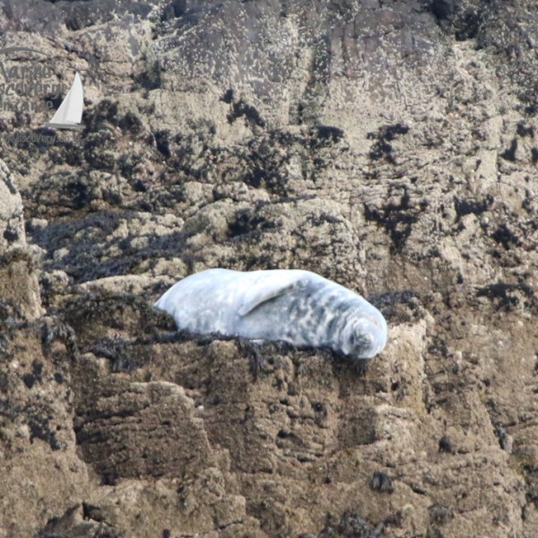 Seal resting on rocky shore, blending into the textured background.