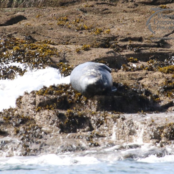 Seal resting on rocky shore with seaweed and splashing waves.