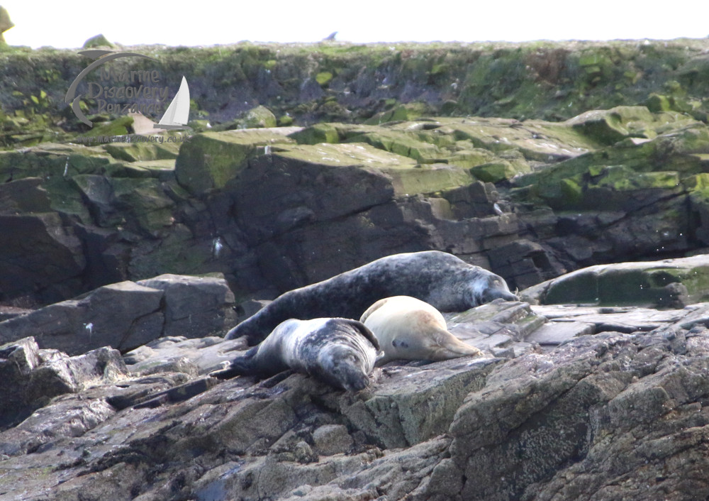 Two seals resting on rocky shore with mossy background.