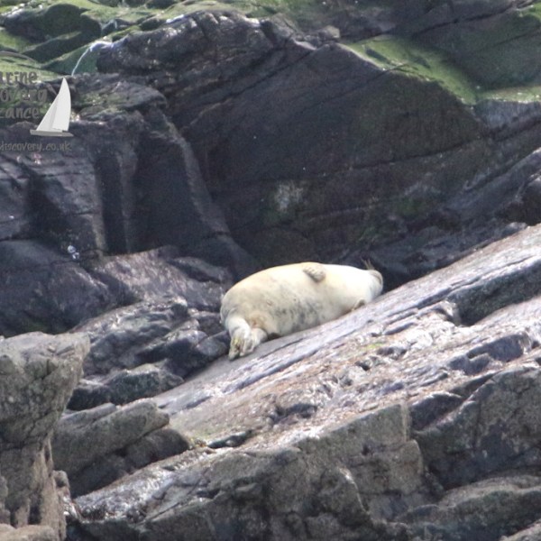 Seal resting on rocky shore with green algae-covered rocks in the background.