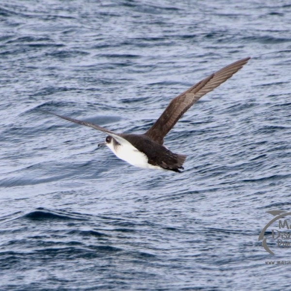 A bird with outstretched wings flying low over a wavy ocean.