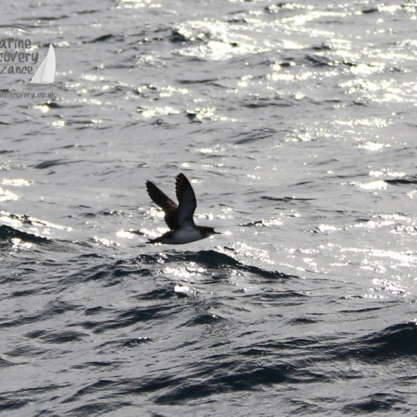 Bird flying over wavy sea with sunlight reflections on water.