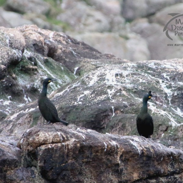 Two black seabirds standing on rocky cliffs with moss and white markings.
