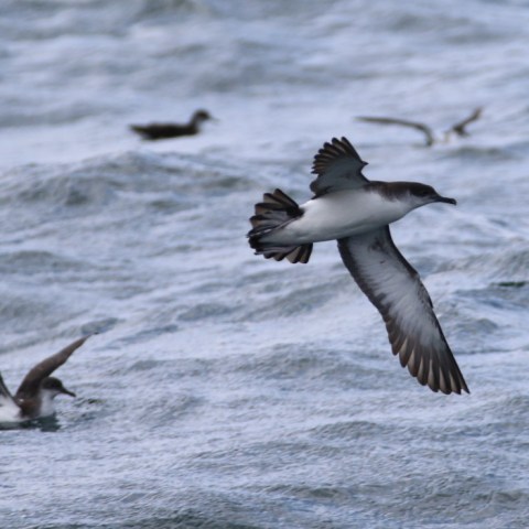 Seabirds flying over choppy ocean waves.