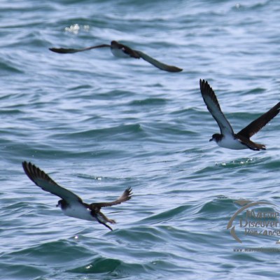 Three seabirds with extended wings fly low over the ocean waves.