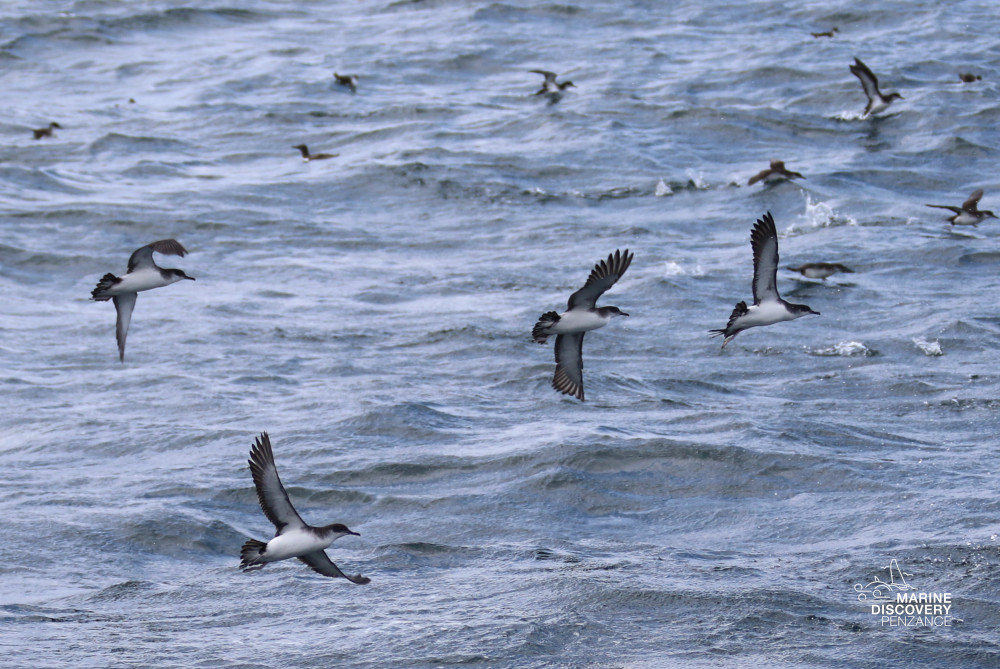 Several birds flying over a choppy sea with more birds in the distance.