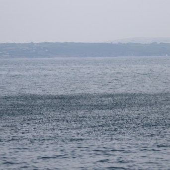 baitfish at the surface