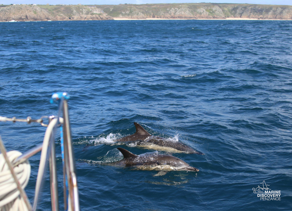 Two dolphins swimming near a boat on the ocean, with a rocky coastline in the background.