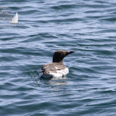 A bird swimming on a rippled blue water surface.