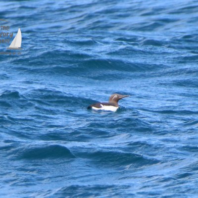 A seabird floating on the blue ocean waves.