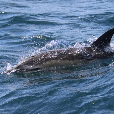 A dolphin swims in the ocean, partially submerged with its dorsal fin visible above the water.