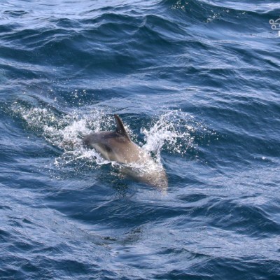 Dolphin swimming in blue ocean with visible dorsal fin and splashing water.