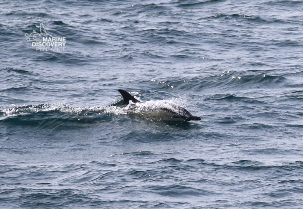 Dolphin swimming in the ocean with visible dorsal fin and splashing water.
