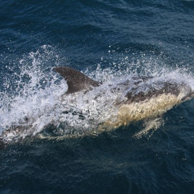 Dolphin jumping through ocean waves with splashes.