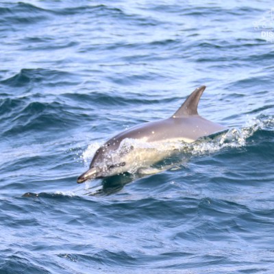 Dolphin swimming in the ocean waves.