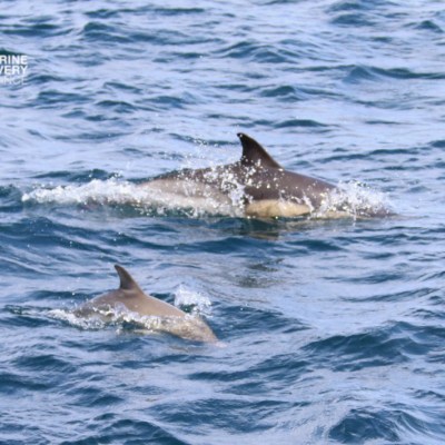 Two dolphins swimming in the ocean with rippling water.