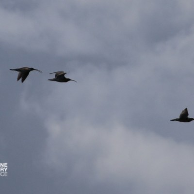 Three birds flying against a cloudy sky.