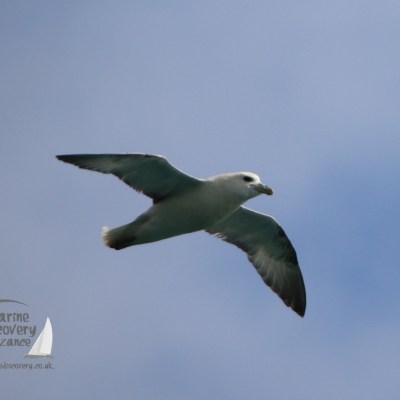 Seagull flying against a clear blue sky.
