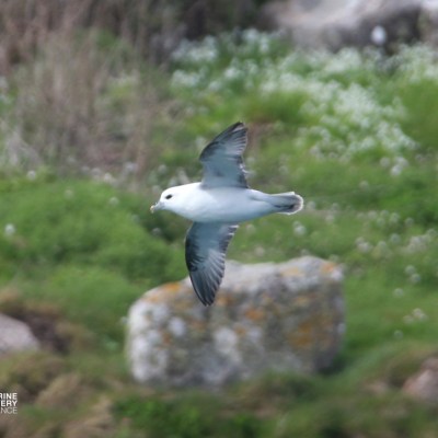 Seabird flying over a grassy area with rocks.