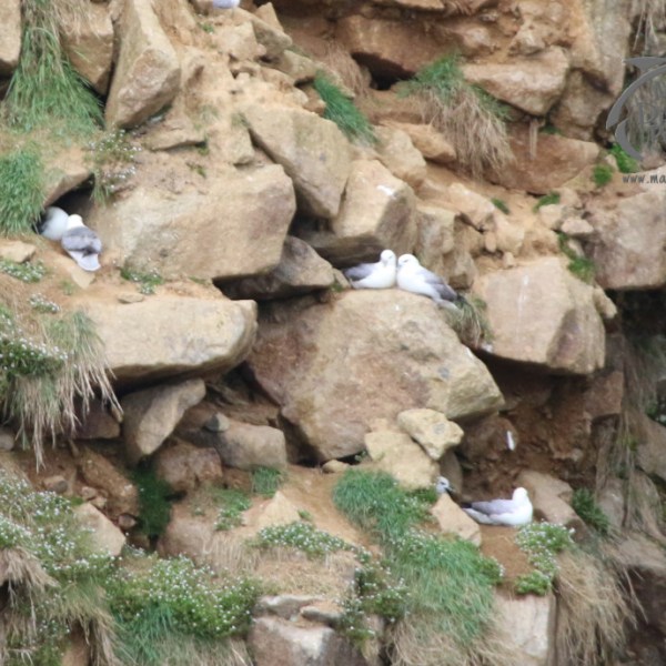 Seabirds nesting on rocky cliff with grass patches