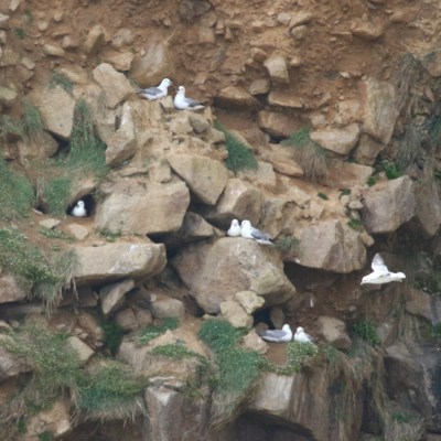 Seagulls nesting on rocky cliffs with sparse vegetation.