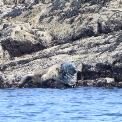 Seal resting on rocky shore beside blue ocean water.