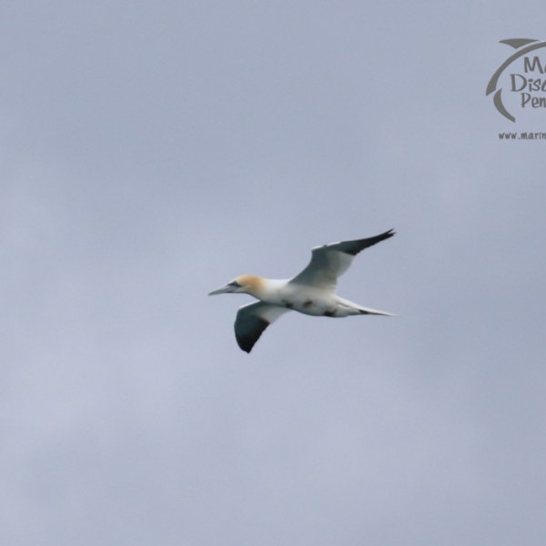 A gannet bird in flight against a cloudy sky.