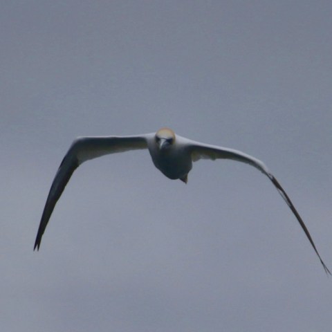 Bird with long wings flying against a gray sky.