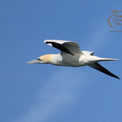 A gannet flying against a clear blue sky.