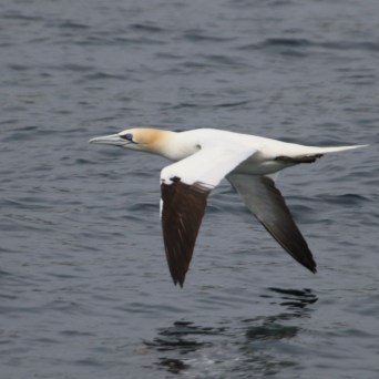 Large seabird flying over water with a logo in the top corner.