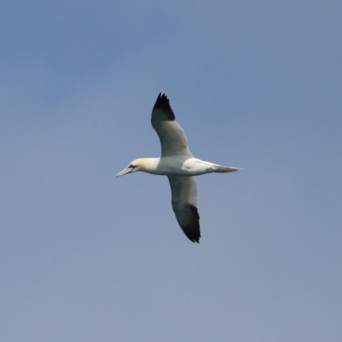 A gannet bird flying against a blue sky with wings spread.