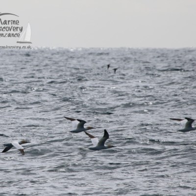 Seagulls flying over the ocean with a cloudy sky in the background.