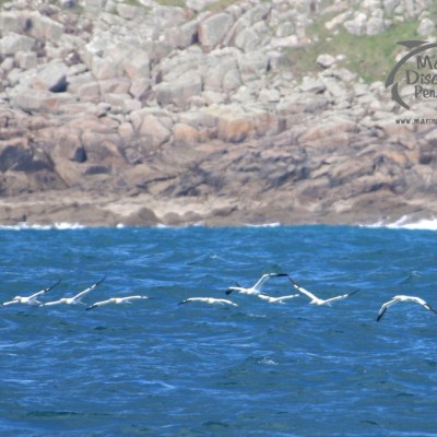 A flock of birds flying over blue ocean waves near a rocky coastline.