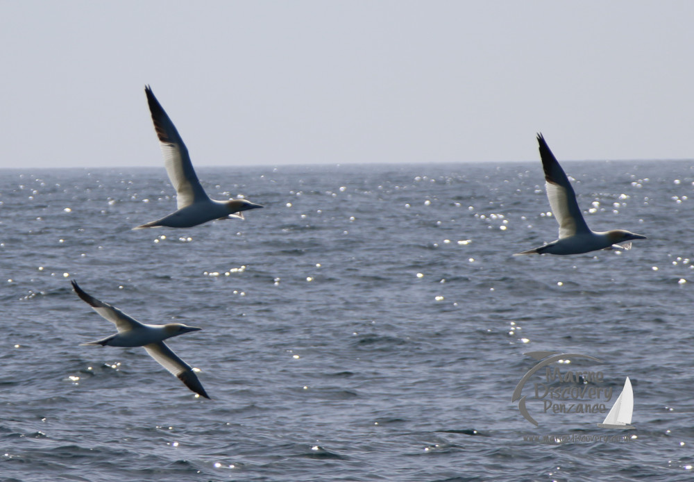 Three gannets flying over the ocean on a clear day.