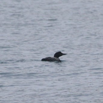 A loon swimming on calm waters under overcast skies.