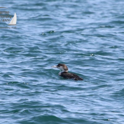 Duck swimming in choppy blue water with logo in top corner.