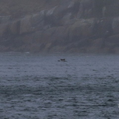 A bird flies low over the sea with rocky cliffs in the foggy background.