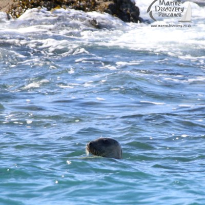 Seal's head above water in ocean near rocky shore with waves.