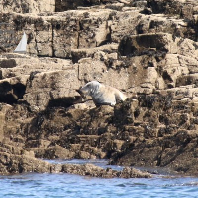 Seal resting on rocky shoreline by the water