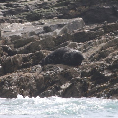Seal resting on rocky shoreline with waves in foreground.