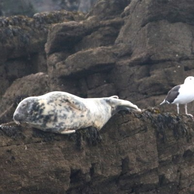 Seal and seagull on a rocky shore with seaweed.