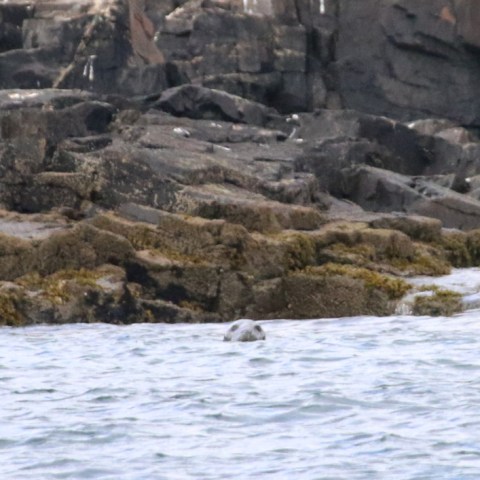 Seal head peeking above water near rocky shoreline.