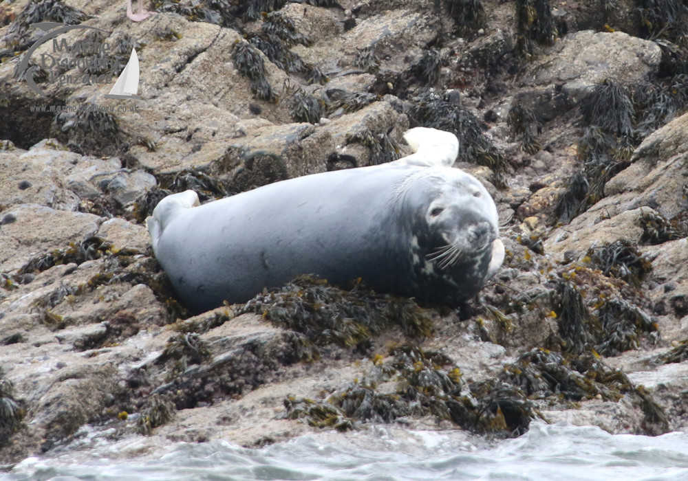 Seal resting on rocky shore near the water.