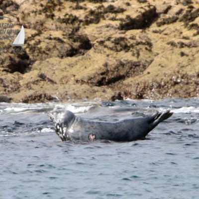 Seal swimming near rocky shore with splashing waves.
