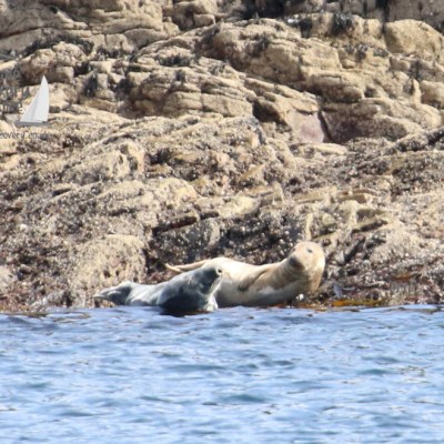 Two seals resting on rocky shore near the edge of the water.