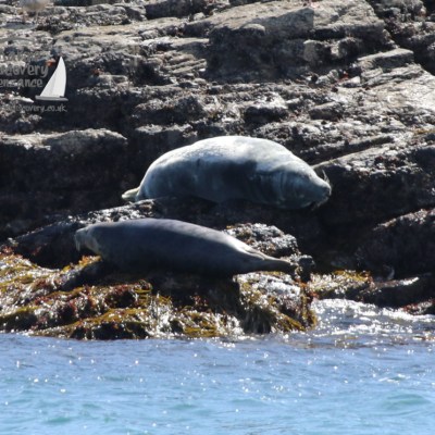 Two seals resting on rocky shore with a seagull nearby.
