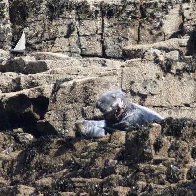 Seal resting on rocky shoreline with textured cliffs.